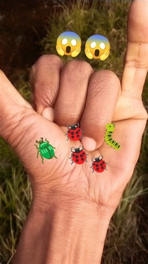 It is the Smaller 🪲shiny jewel beetleYp-0781 #beautifulinsects #nature#anyuniqueanimals#insects