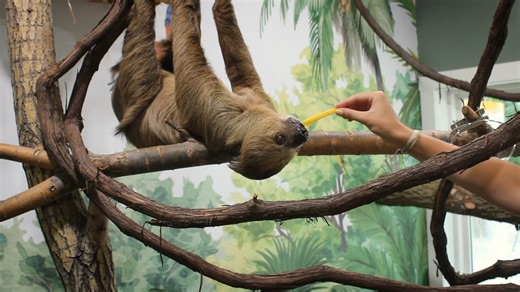 Move slow, smile big! Book a Sloth Encounter and meet one of nature’s most lovable animals. Limited spots—reserve in advance! 🦥 Learn More! https://www.africansafariwildlifepark.com/sloth-encounter/ | African Safari Wildlife Park