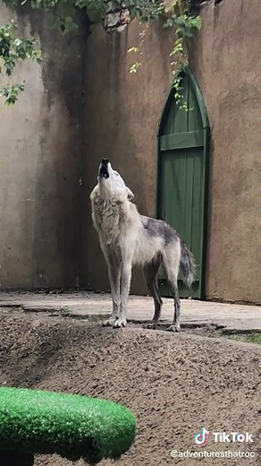Wolves Howling to the Moon in Virginia | Busch Gardens Adventure