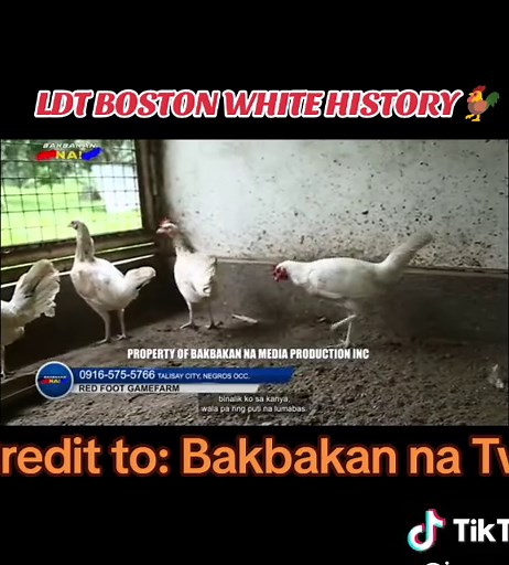 LDT Boston White History: Gamefowl Breeder's Story