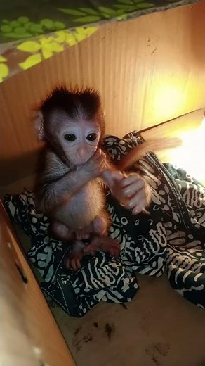 Baby monkey in a box #short