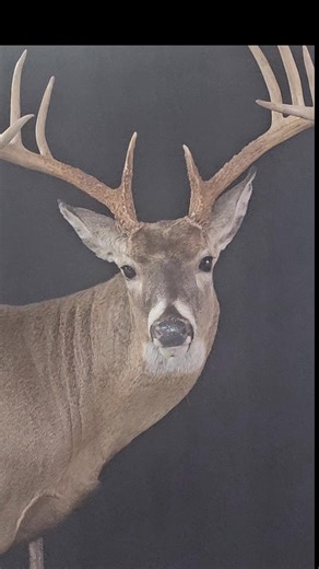 Beautiful ten point finished up for a new client | Re-creations Taxidermy Studio
