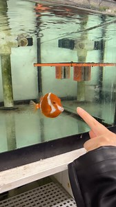 2.5K views · 58 reactions | Say hi to Mr. Boxfish殺 A very curious fish! White bar boxfish are very peaceful and have inquisitive personalities. But, you do have to be careful because when they feel threatened they let out a toxin that can kill other tank inhabitants  Available at NYAquatic #fishkeeper #fishtank #fish #fishkeeping #aquarium #saltwaterfish #oceancreatures #fishstore #nyaquatic #reeftank #cute #cutefish #boxfish #cutepet #pet #fishlover #petlover | NYAquatic | Facebook