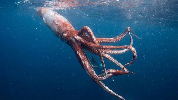 When a real giant squid attacked a ship - the origin of the kraken