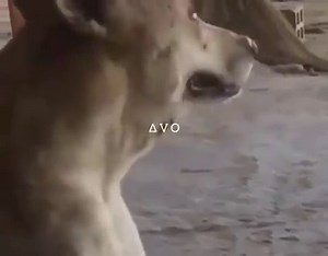 please don't hurt them💔🐕 | ∆ e s t h e t i c v i b e s o n l y