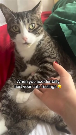 Angry kitten 😽🤍