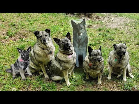 5 Elkhounds, 1 Pack: Life in the Pennsylvania Woods
