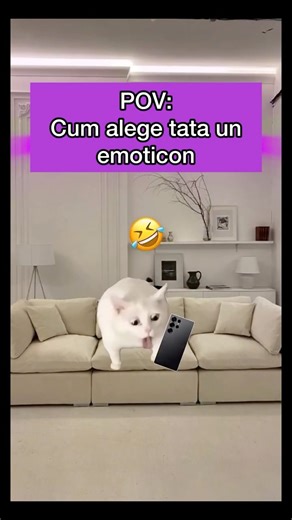 Tofu on Instagram: "Ahahah 😂👍🏻#pisici #dinviata #memuri #tofulici"