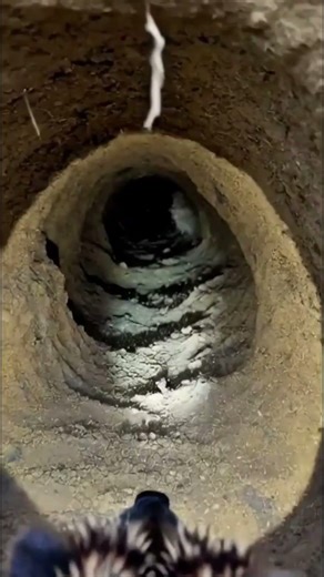 POV: Camera Mounted on an Algerian Hedgehog Exploring Its Underground Burrow Colony