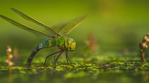 Emperor dragonfly – A beautiful blue dragonfly