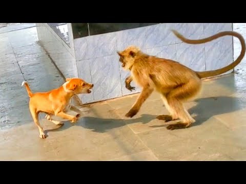 dog vs langoor. monkey vs dog .Dog vs monkey who will win.Dog vs monkey.