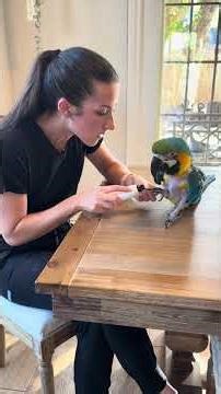 This is my favorite “trick” of Louie’s. #petcare #pettricks #birdtricks #macaw #parrot