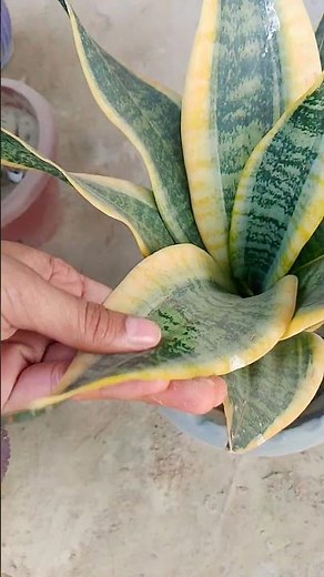 snake plant tutorial #garden #plants #gardening #nature #snakeplant #ytshorts