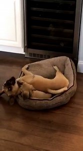 12K views · 757 reactions | I'm not sure if there's anything cuter than two puggles play fighting, especially when one's a puppy! | Puggle! | Facebook