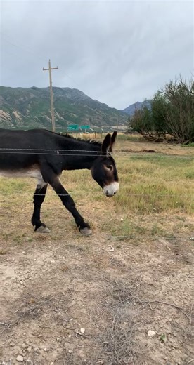 Crazy JackAss Antics with Donkey Pranks