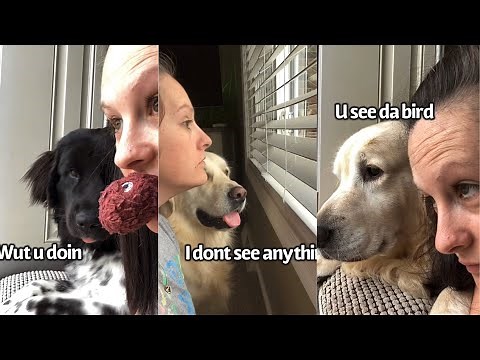 Annoying My Dogs By Doin Things To Them That They Do To Me