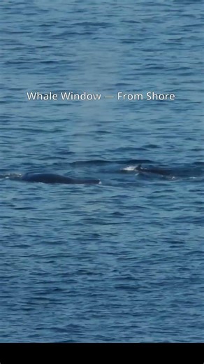 Two Humpbacks Cross the Whale Window #banderasbay #humpbackwhale