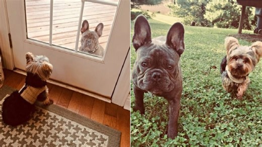 Dog Stops By Neighbor’s Door Every Day To See If His Best Friend Can Play