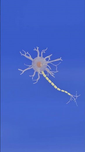 anatomy and physiology of the nerve cell - made with blender 4.1 #medicalphysiology #anatomy