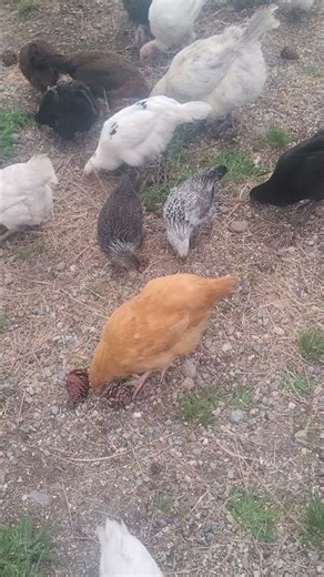 Ameraucanas and Cochins finally explore #chickens #homestead #shorts