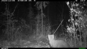 We have another first-time visitor that has recently been captured on our trail camera. In this video we see our first Fisher (Pekania pennanti) of the season. The fisher is a medium-sized carnivorous mammal, that will occasionally eat insects, fungi, and fruit, that is native to North America. They are an elusive forest-dwelling creature that live in the boreal forests of Canada and the northern United States. They are solitary in nature, and try to avoid humans. Seeing this fisher gives us hop