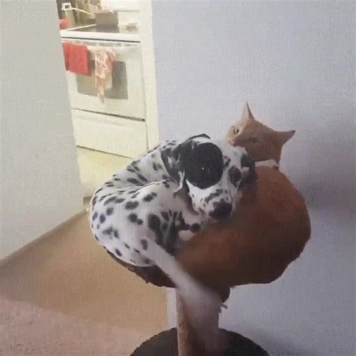 9.3K views · 600 reactions | Aww! | Dog Lovers by GreaterGood | Facebook