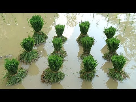 Primitive Skills: How to grow rice?