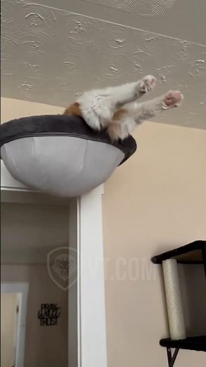 What The Hell Is This Cat Doing 😂🐱