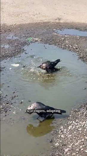 You Need to Know About Crows