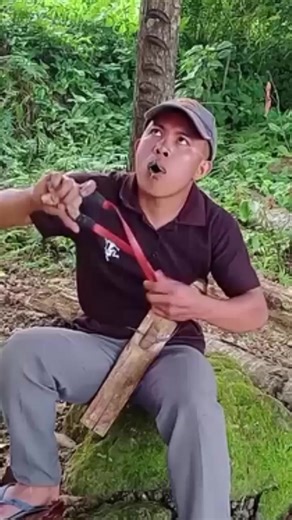 Amazing Bird Songs Compilation