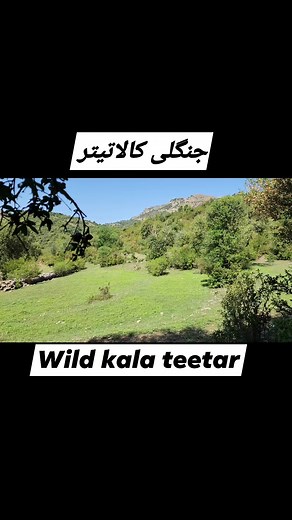 Wild Black partridge call #kalateetar #blackfrancolinvoice #birdslover | Birds Lover