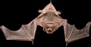 Sorry Birds, This Bat Is Now the Fastest Horizontal Flier on Earth