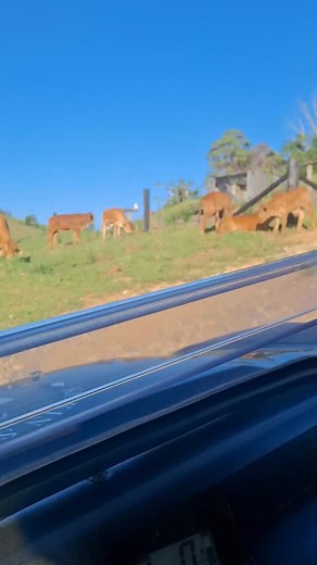 Bathing with the cows & the birds.#kinkin #noosahinterland #bathhouses #relax #views | Kin Kin Spring Bathhouses