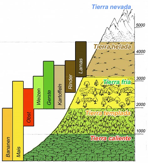 Die Höhenstufen der Anden - Geographie