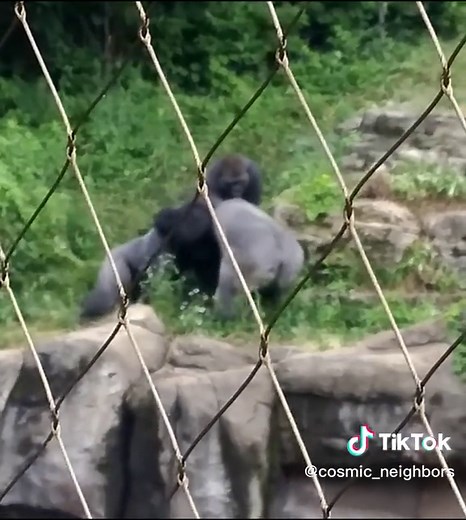 Intense Silverback Gorilla Fight for Female Dominance