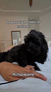 454K views · 10K reactions | Mi alarma ⏰️  Oreo❤️ #cockapoos #cutedogs #canhijo #perrijos #perroshermosos #mamaperruna #amorperruno #mascotasadorables #perrosmestizos | furdoggies | Facebook