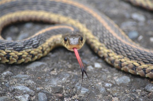 These 11 snakes are most common in Alabama. Which 6 are venomous?