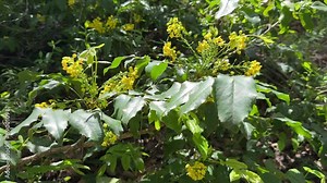 Yellow flowers Oregon grape Mahonia aquifolium in the garden. Stock Video