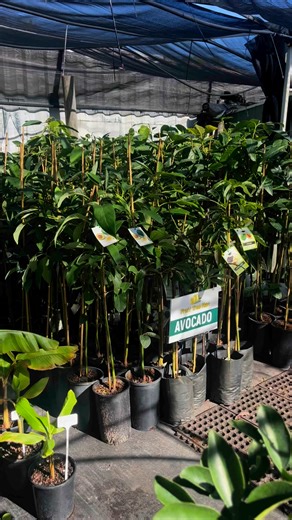 🥑🥑🌳 Avocado Trees 🌳🥑🥑 Hi Gardeners, we have so many Avocado Trees! 🥑 Dwarfs (Type A: Wurtz, Lamb Hass - Type B: Shepard) 🥑 Standards (Type A: Jala, Reed, Hass - Type B: Fuerte, Sharwil) Come into the nursery for all information on growing avocados in Perth 🍊 FRUIT TREE MAN - DWARF FRUIT TREE SPECIALIST - Open Wed-Sat 9-4pm, 22 Wellaton St Midland🌟 5 Star Reviews | Fruit Tree Man