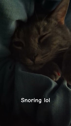 Goose out cold snoring! 😂 #cats #catshorts #cat #lol