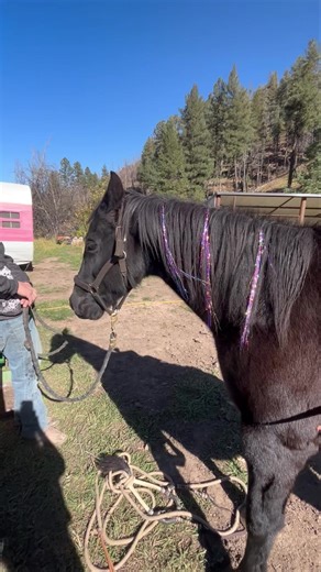 None of my animals are safe from a bombshell makeover 💕🦄 | Bombshell Beauty NM