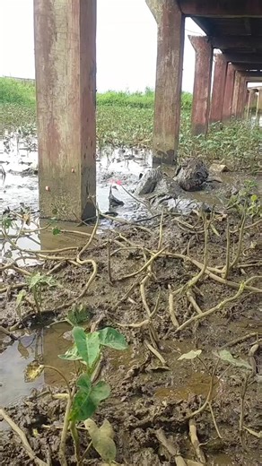 Konser Lagi Kita bersama LUMPUR BAND di Situbondo