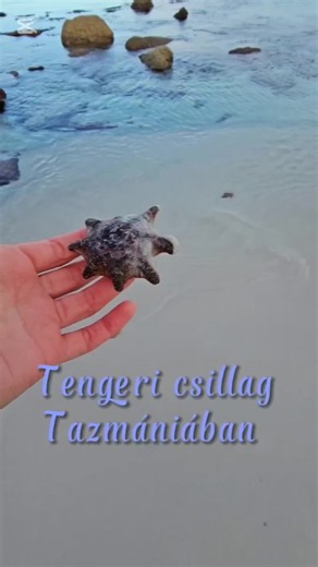 MEGFOGTAM EGY ÉLŐ TENGERI CSILLAGOT TAZMÁNIÁBAN 😍⭐️ 📍Bay of Fires #tazmánia #tengericsillag #szikla #természet #ausztrália