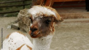 Alpaca in the zoo. Alpaca in an animal enclosure. A llama stands at the fence on a farm. Breeding alpacas. Brown alpaca behind the fence. Llama, alpaca, zoo, reserve