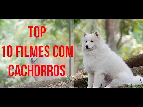 10 filmes com Cães - filmes com cachorros que você precisa ver - Filmes de Cachorros