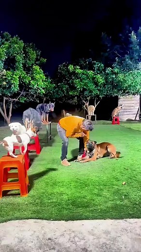 Aggressive Dog Training Tips: Expert Advice