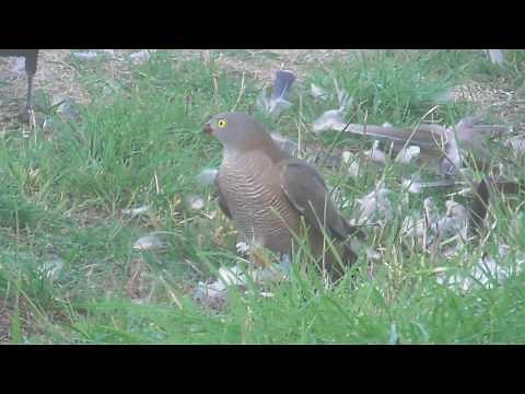 Australian Brown Goshawk