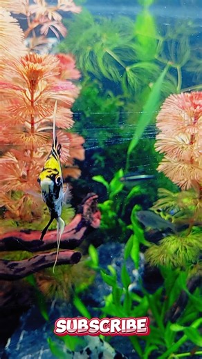 Freshwater Planted Tank | Natural Aquarium Setup