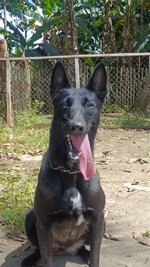 Mallie The Maligator on TikTok