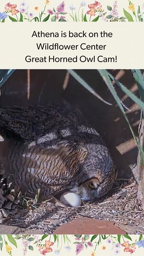 Cornell Lab Bird Cams on Instagram: "The Great Horned Owl Cam is back streaming live from the Lady Bird Johnson Wildflower Center in Austin, Texas. Follow Athena and her mate as they work to raise their owlets above the Center's bustling gardens. Athena laid one egg on March 6, and more eggs could be coming soon. Stay tune LIVE at AllAboutBirds.org/GreatHornedOwls"